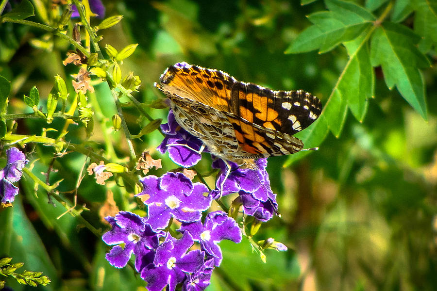 Butterfly Garden Photograph by Stacy Michelle Smith