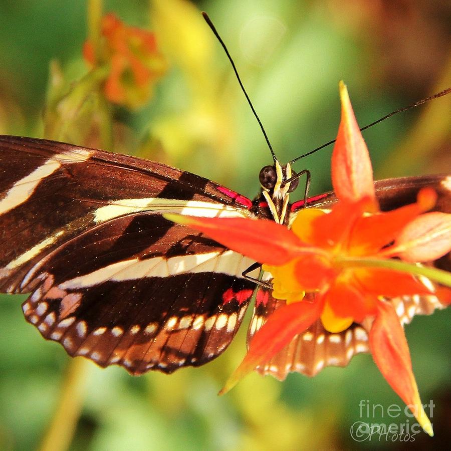 Butterfly Getting Nectar Photograph by Browne and Huettner Fine Art ...