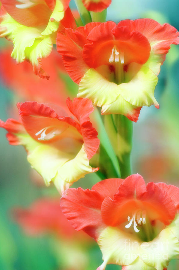 Summer Photograph - Butterfly Gladiolus Flowers by Maria Mosolova