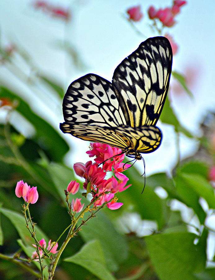 Butterfly Glow Photograph by Marty Koch