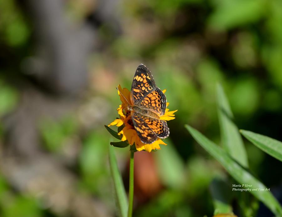 Butterfly Gold Photograph by Maria Urso - Pixels