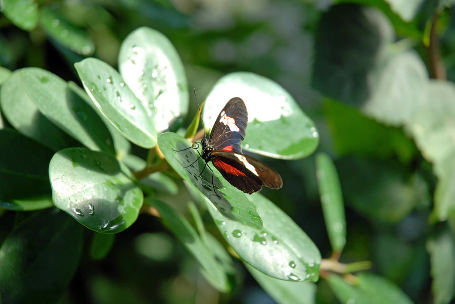 Butterfly Photograph - Butterfly Greenery by Robert Meyers-Lussier
