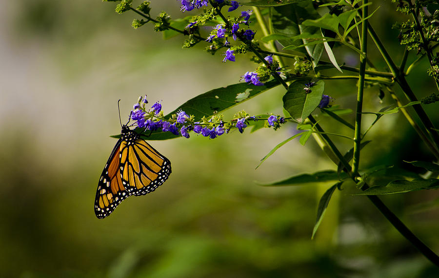 Butterfly Haze