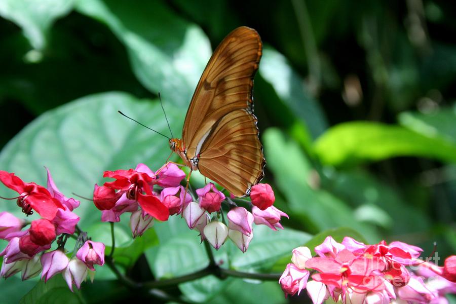 Butterfly I Photograph by Ellen Heaverlo