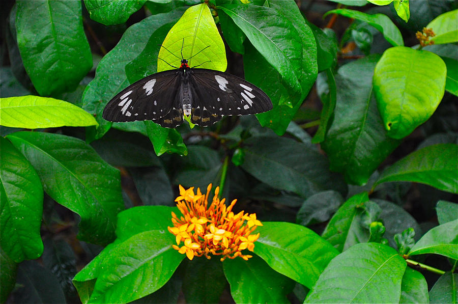 Butterfly II Photograph by Marni Spencer - Fine Art America