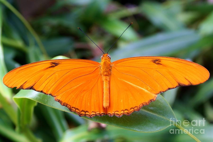 Butterfly III Photograph by Ellen Heaverlo