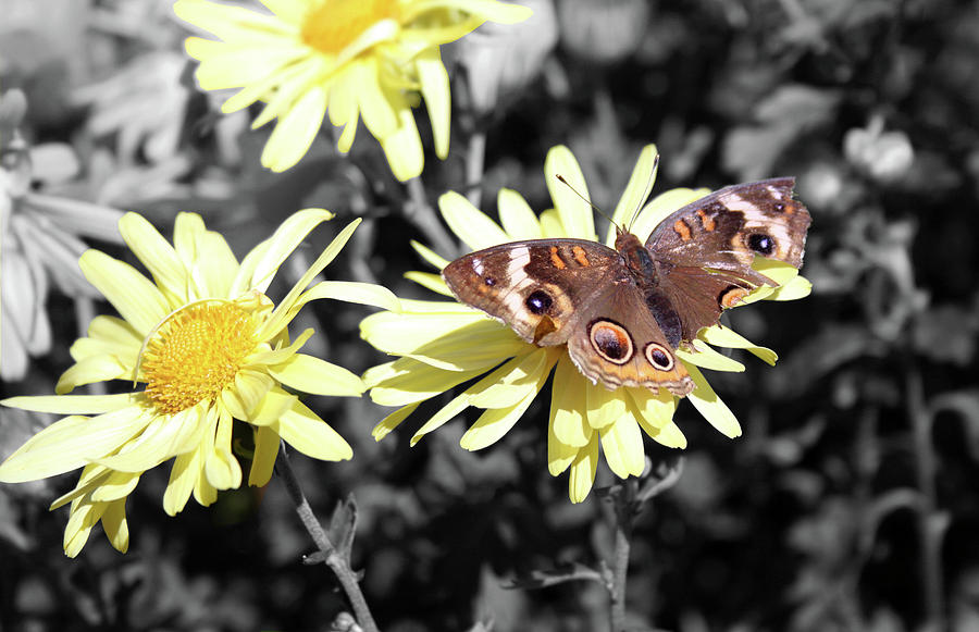 Butterfly Image Photograph by La Dolce Vita