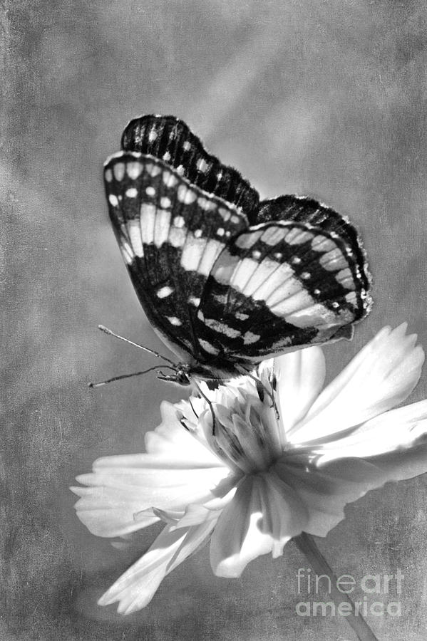Butterfly in Black and White Photograph by Betty LaRue