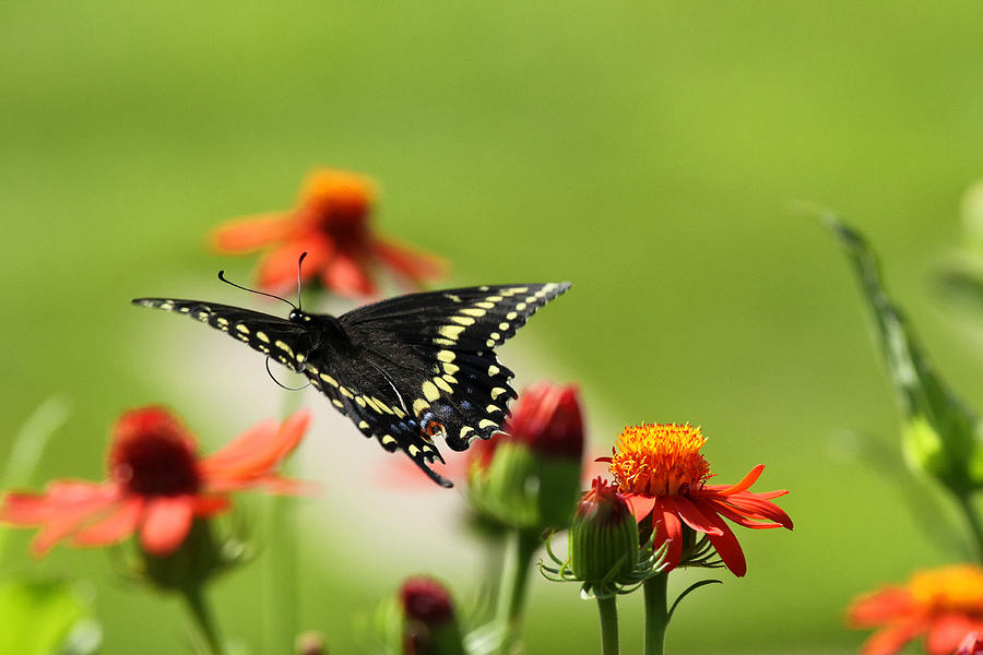 Butterfly in Flight Photograph by Joe Myeress
