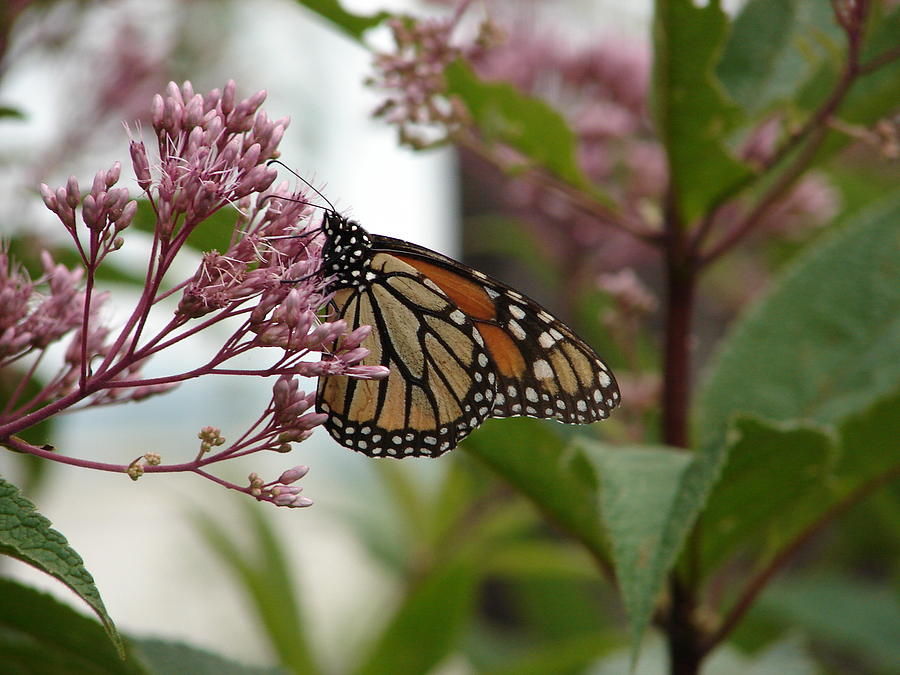 Butterfly in Garden Photograph by Jonathan Boyd - Fine Art America