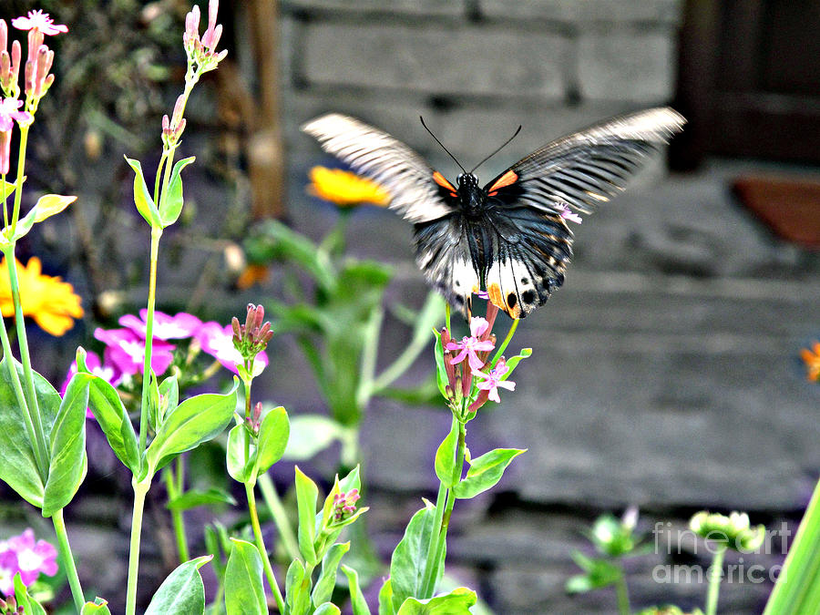 Butterfly in Motion Photograph by Louise Peardon