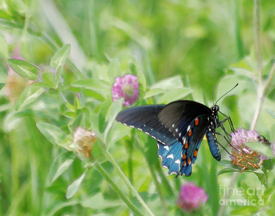Butterfly Digital Art - Butterfly in the field by Seth Solesbee