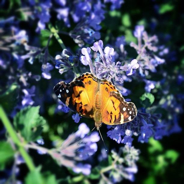 Butterfly Photograph - Butterfly In The Lilacs by Natasha Marco