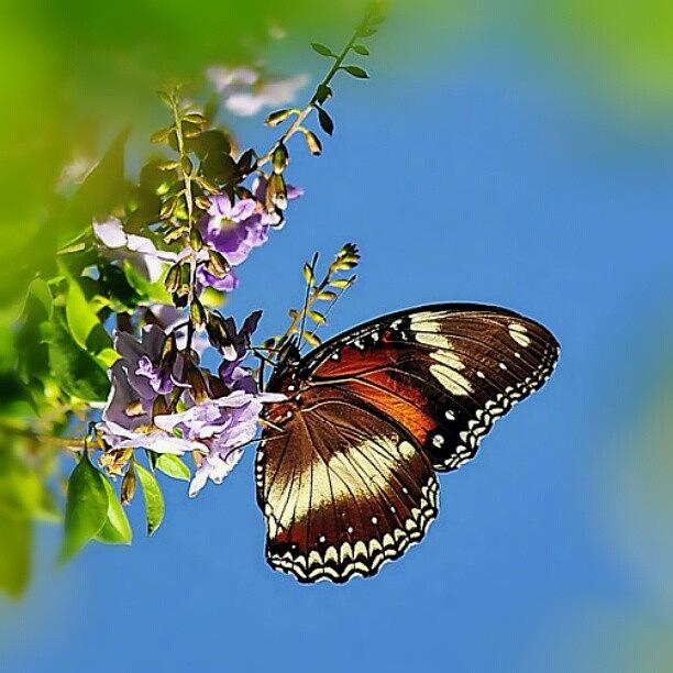 Butterfly Photograph - #butterfly In The #sky, I Can Go Twice by Alicia Marie