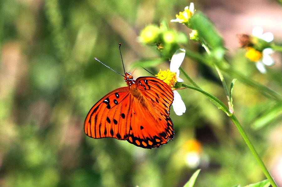 Butterfly Photograph by Ira Runyan - Fine Art America