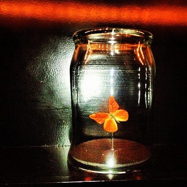 Seattle Photograph - Butterfly Jar by T Catonpremise