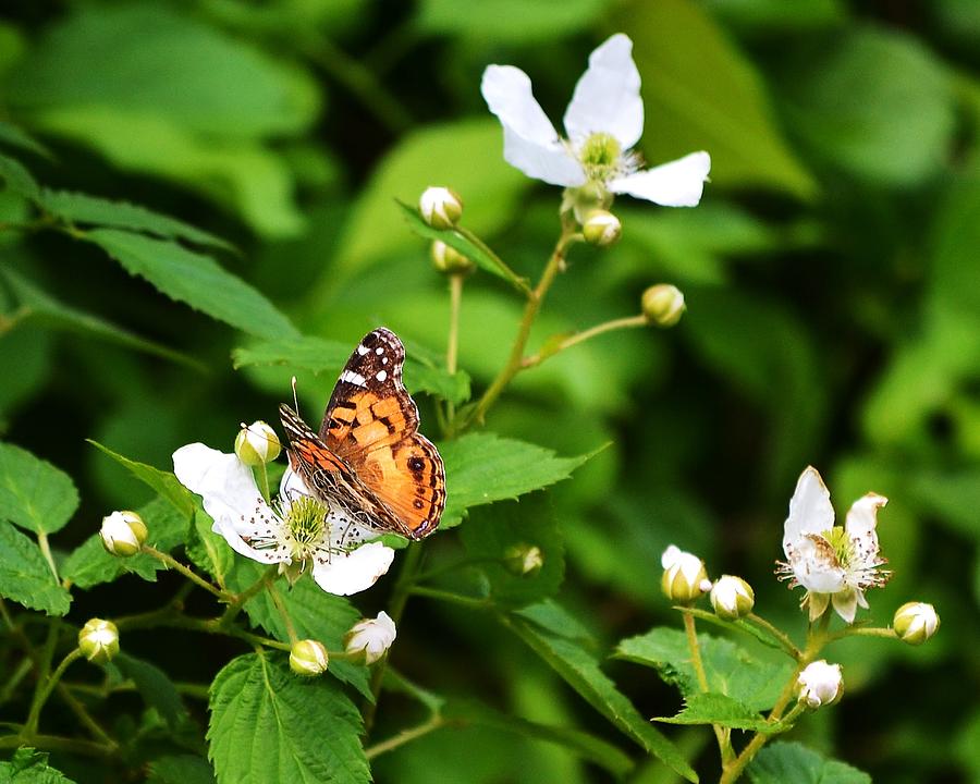 Butterfly Photograph - Butterfly Joy by Mary Zeman