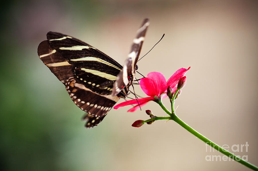 Butterfly Photograph by Kati Finell