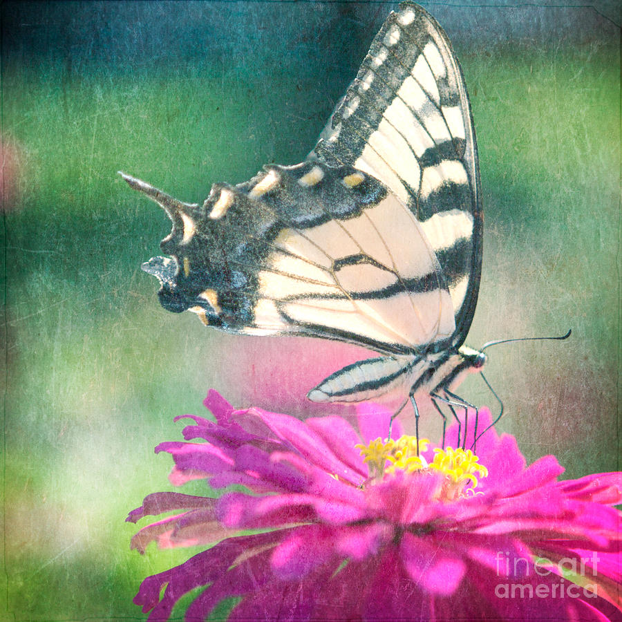 Butterfly Photograph by Kim Fearheiley