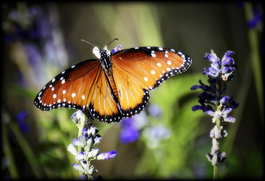 Butterfly Photograph - Butterfly Kisses by Saija Lehtonen