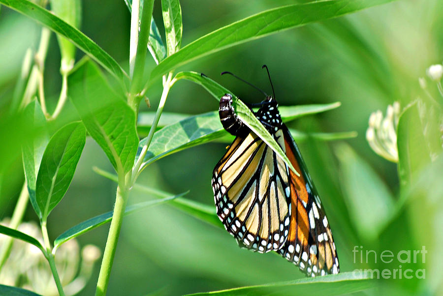 Butterfly Life Cycle Begins Again Photograph by Lila Fisher-Wenzel