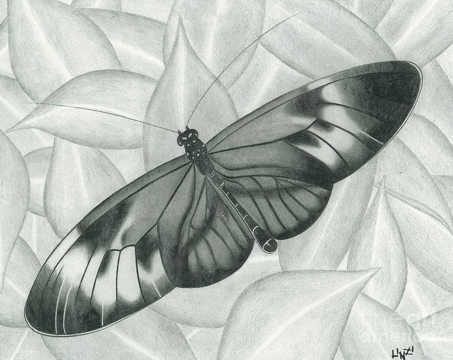 Butterfly Drawing by Lindsay Mangham