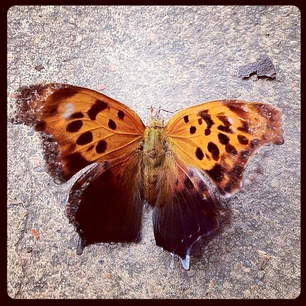 Butterfly Photograph - Butterfly Love! by Berlin Green