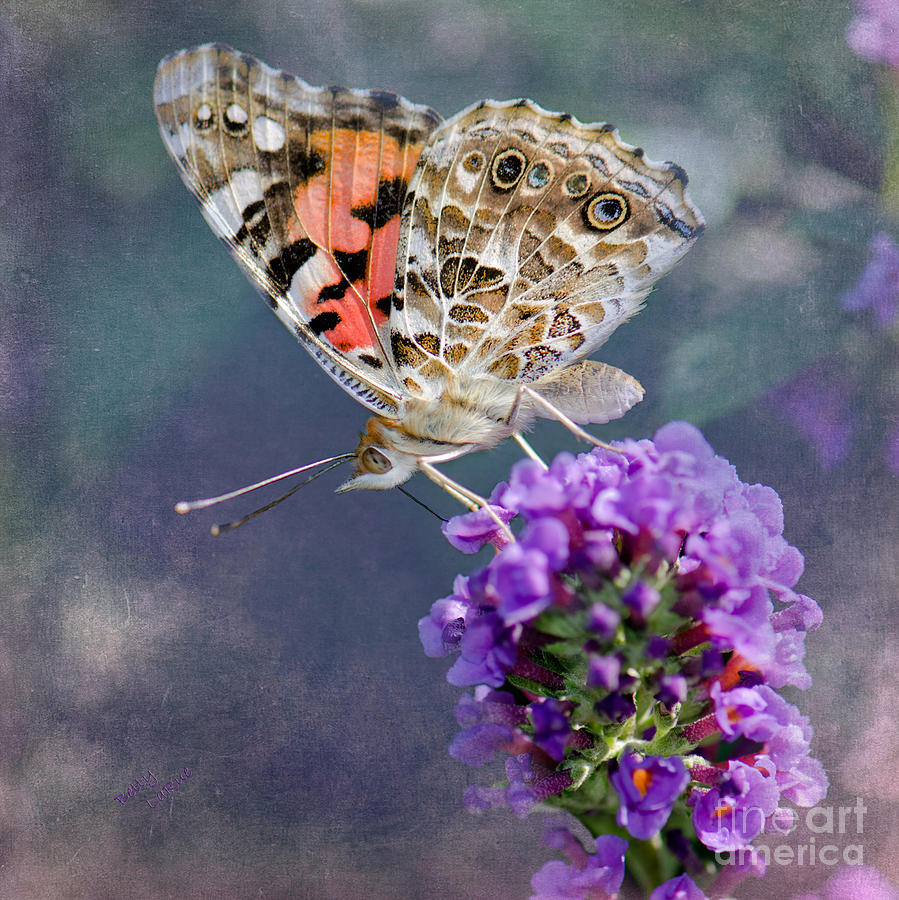Butterfly Love Photograph by Betty LaRue