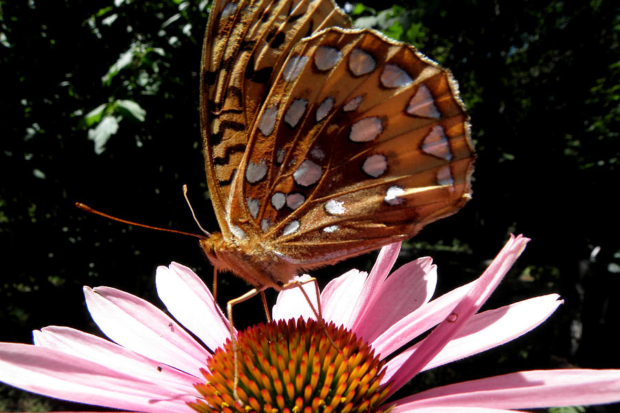 Butterfly Love Photograph by Kim Galluzzo Wozniak