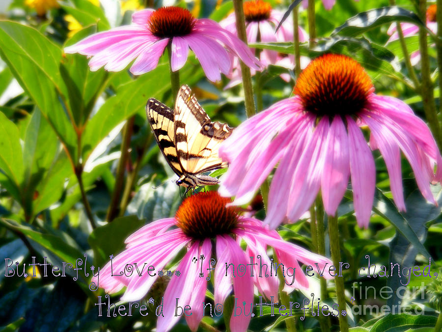 Butterfly Love Photograph by Lila Fisher-Wenzel