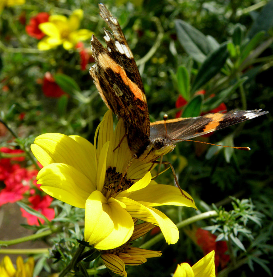 Butterfly loving nectar Photograph by Kim Galluzzo Wozniak
