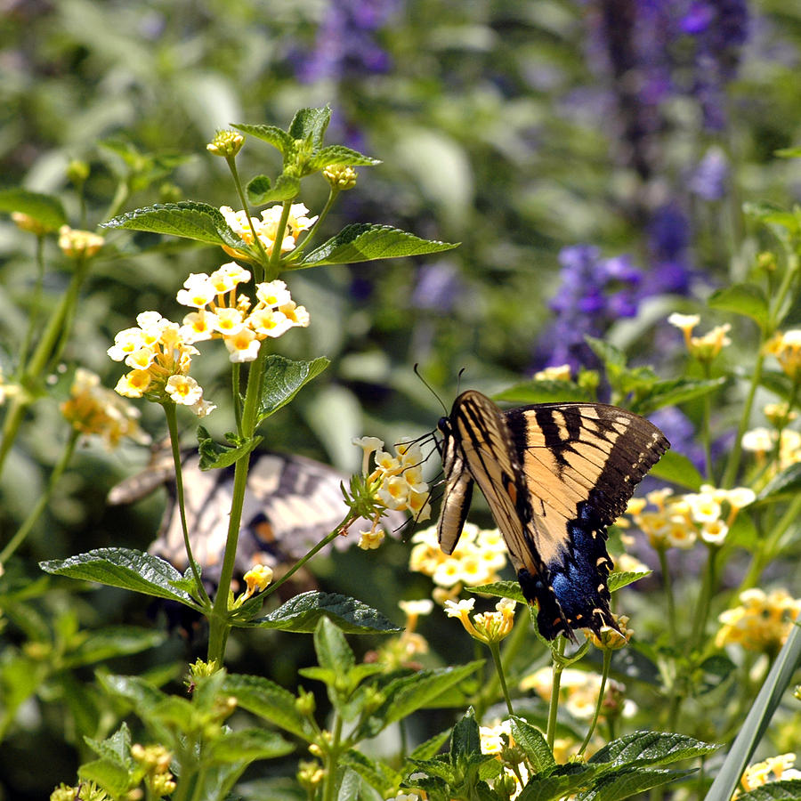 Butterfly Magic Photograph by LeeAnn McLaneGoetz McLaneGoetzStudioLLCcom