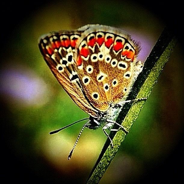 Englad Photograph - Butterfly by Mehmet Kali