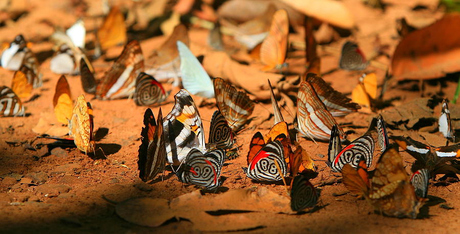 Butterfly Menagerie Photograph by Bruce J Robinson