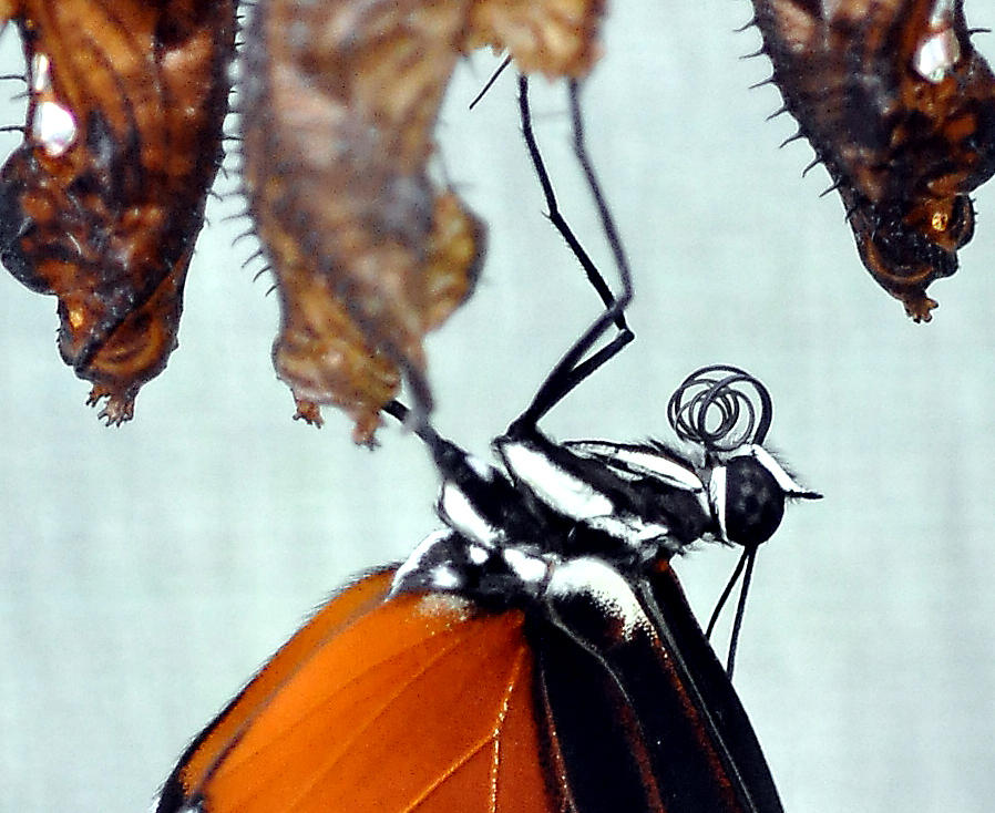 Butterfly Newly hatched Photograph by Allan Rothman
