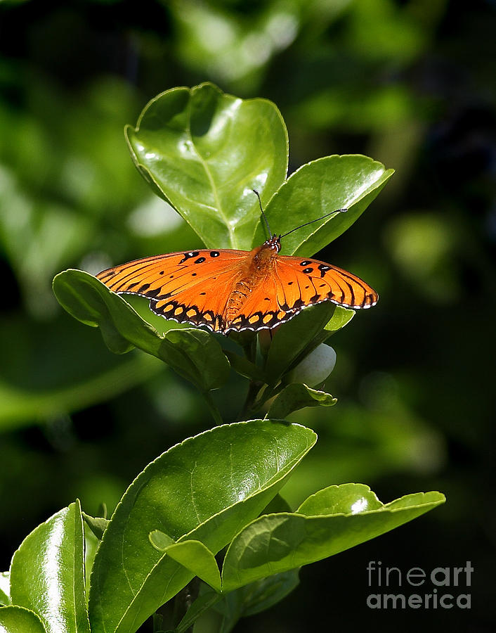 Butterfly Photograph by Nicholas Burningham