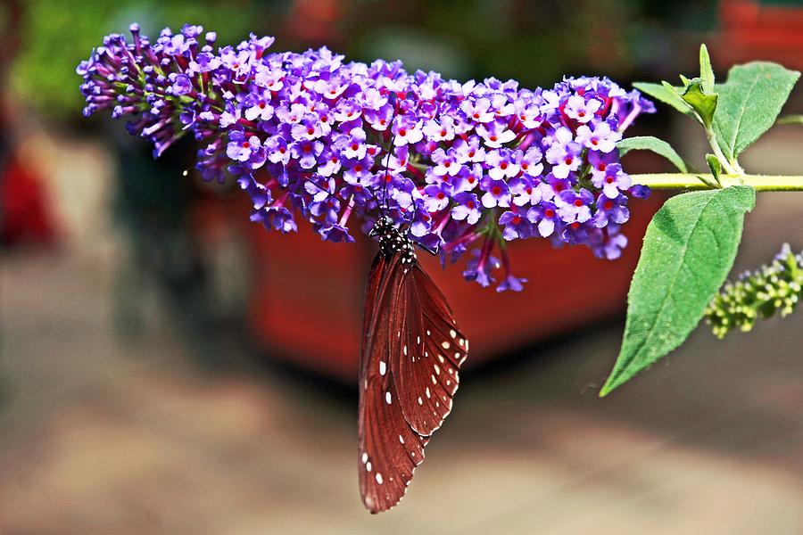 Purple Photograph - Butterfly on a Butterfly Plant by Kenric A Prescott