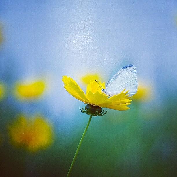 Butterfly Photograph - Butterfly On A Cosmos by Akira Mizutani