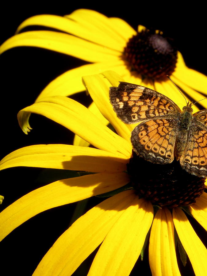 Butterfly on a flower Photograph by Kim Galluzzo Wozniak
