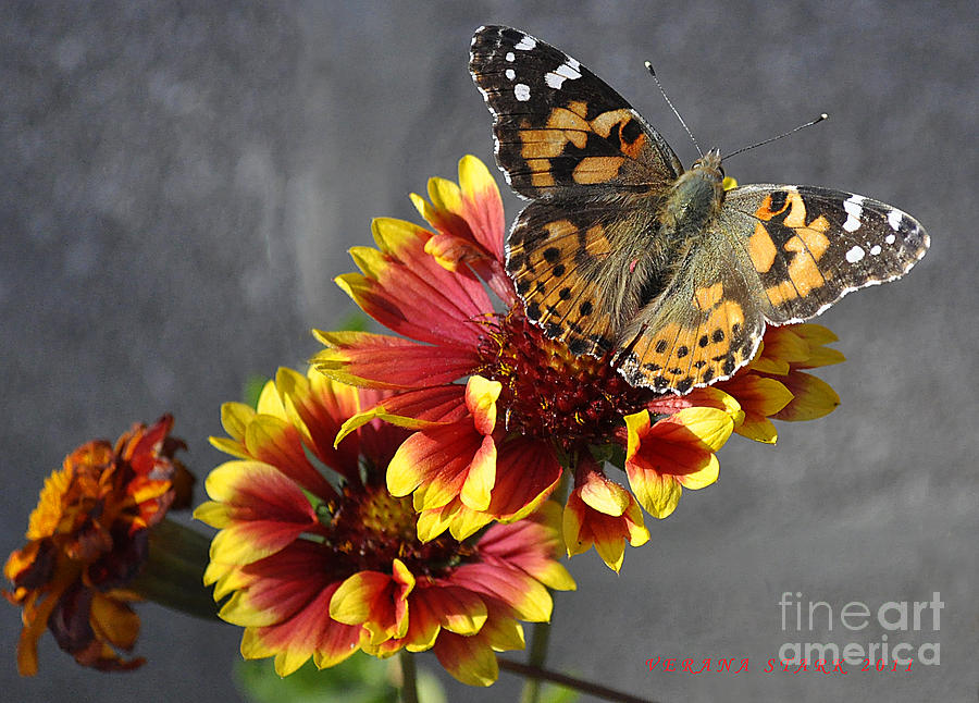Butterfly on a Gaillardia Photograph by Verana Stark