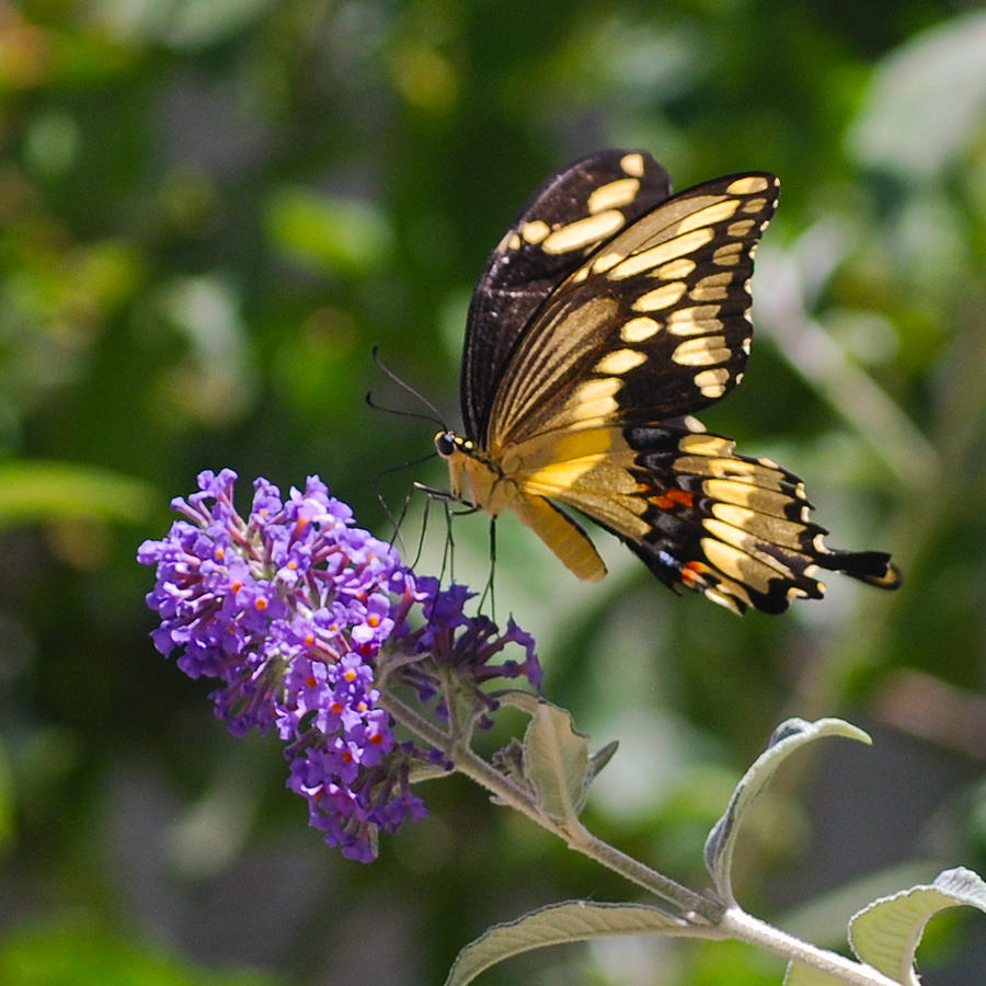 Butterfly on Buddleia Photograph by Peggy Zachariou - Fine Art America