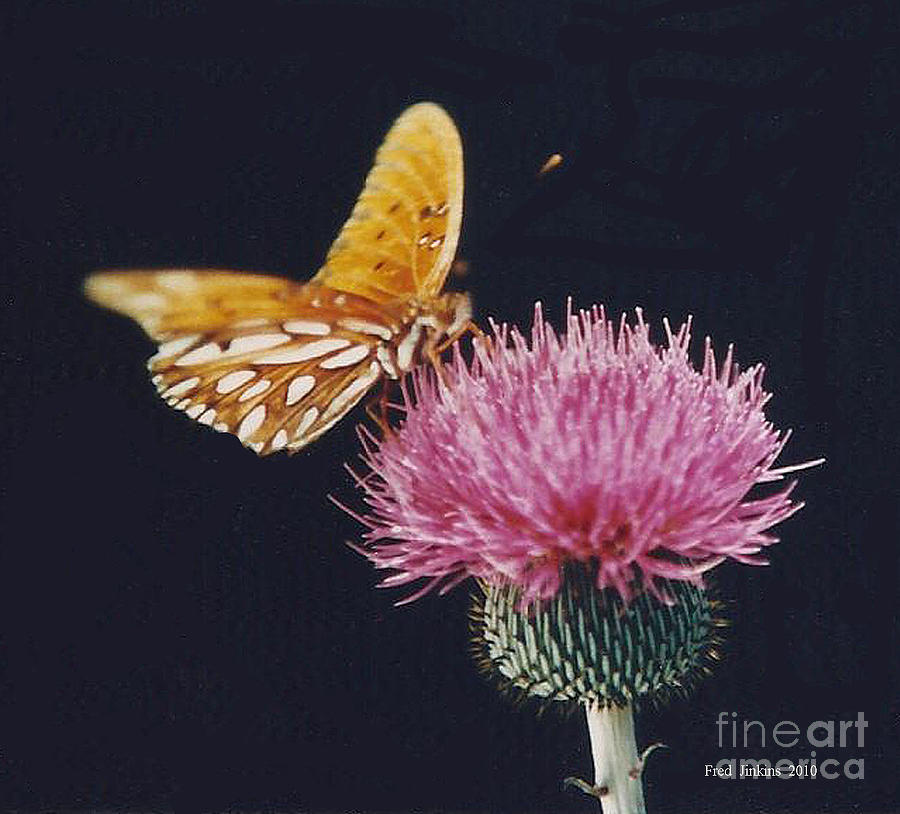 Nature Photograph - Butterfly on Bull Thistle by Fred Jinkins