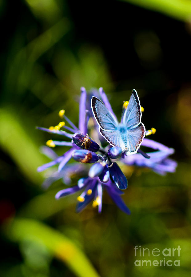 Butterfly On Camas Photograph by Mitch Shindelbower