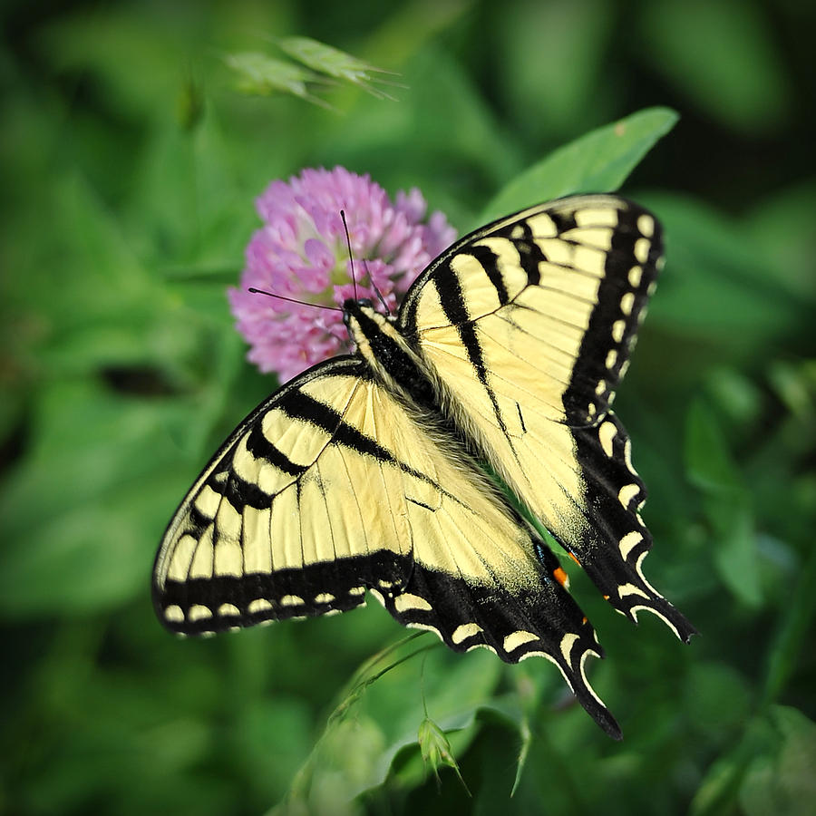 Butterfly on Clover Photograph by Brian Mollenkopf - Fine Art America