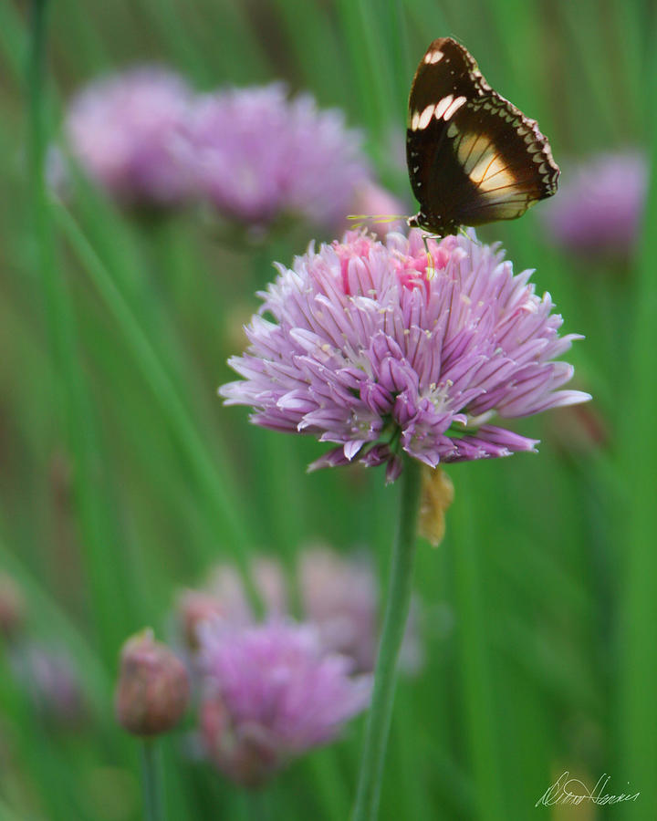 Butterfly on Clover Photograph by Diana Haronis
