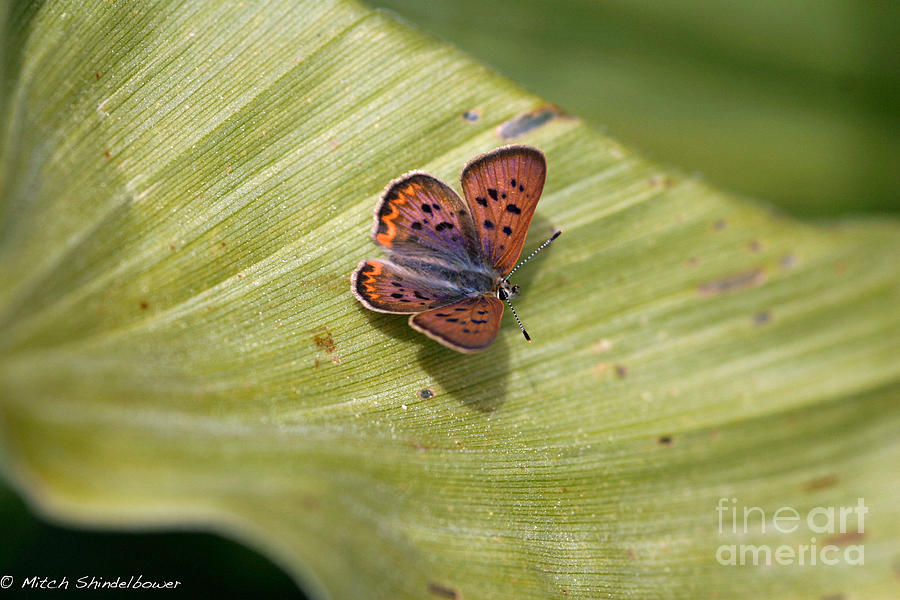 Butterfly On Cornflower Leaf Photograph by Mitch Shindelbower