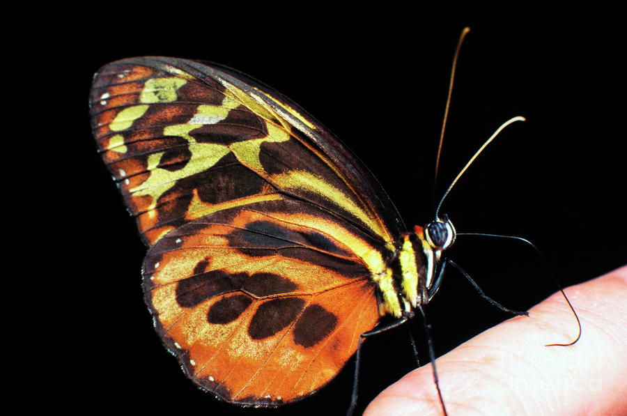 Butterfly on Finger Photograph by Thomas R Fletcher