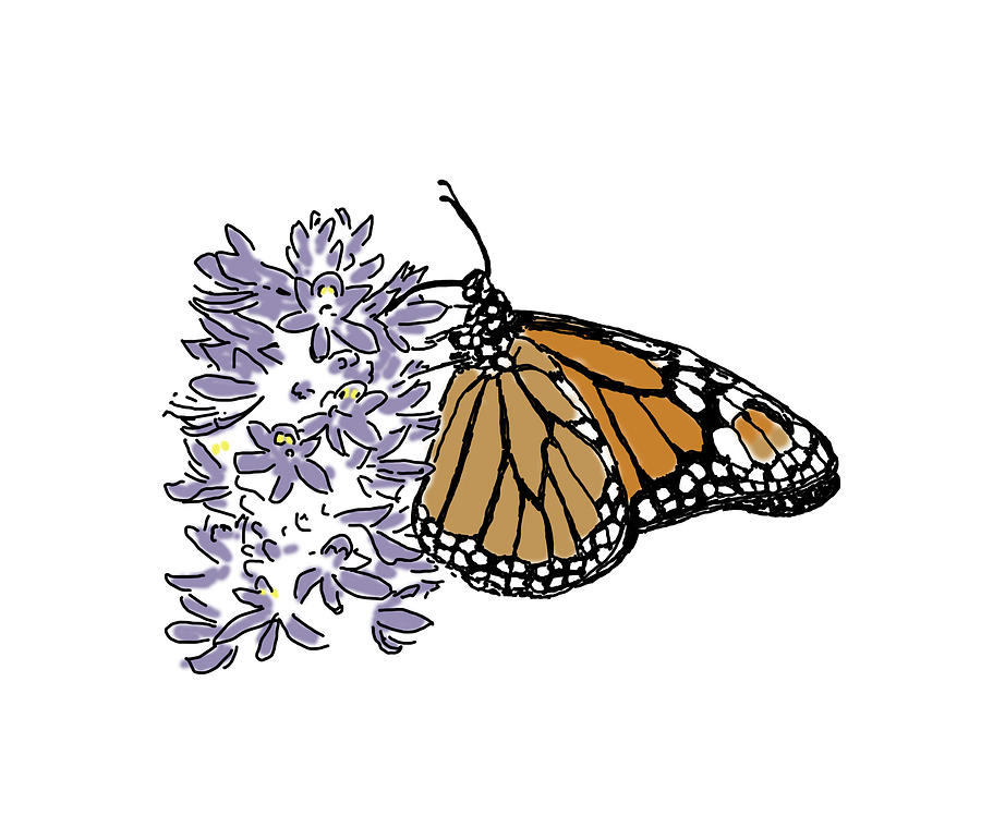 Butterfly On Flower Drawing by Daniel Reed