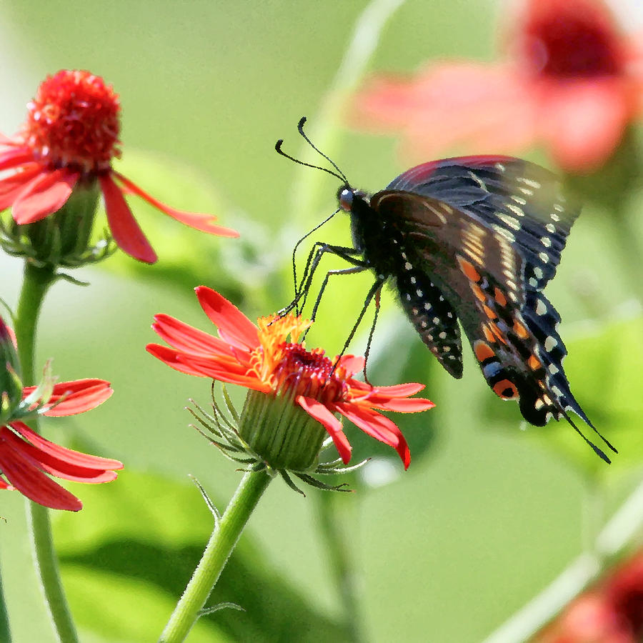 Butterfly on Flower Photograph by Joe Myeress