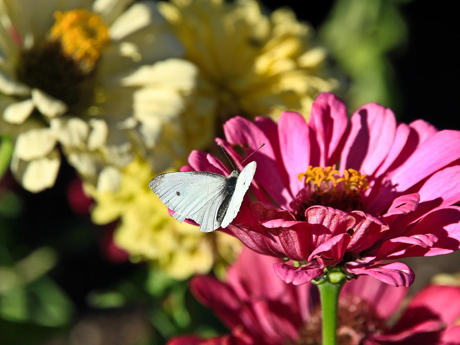 Butterfly on Flower Photograph by Steve McKinzie